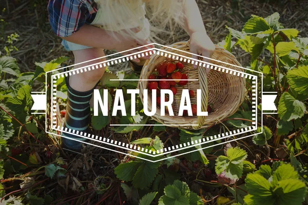 Vrouw oppakken van aardbeien aan mandje — Stockfoto