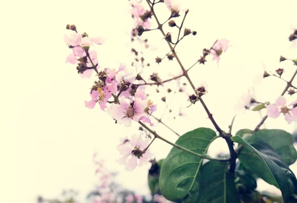 Сакура Cherry Blossom Краса Природи Оригінальні Фотосет — стокове фото