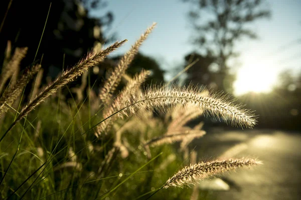 Grama com luz solar no campo — Fotografia de Stock