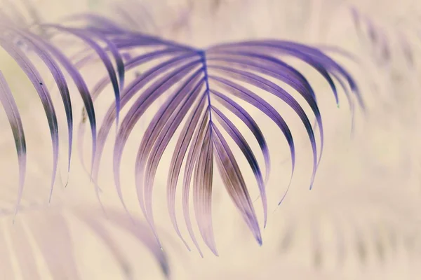 열 대 나무 잎 — 스톡 사진