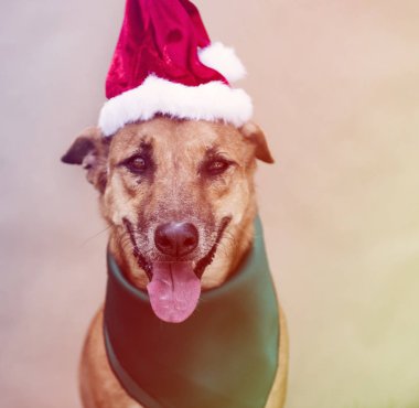 kahverengi köpek giyen Noel şapka