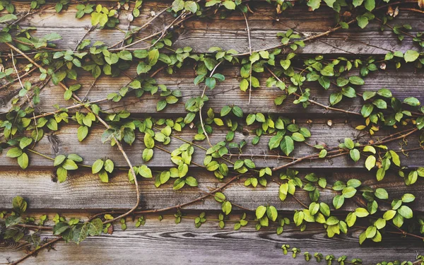 Climber plants on fence — Stock Photo, Image