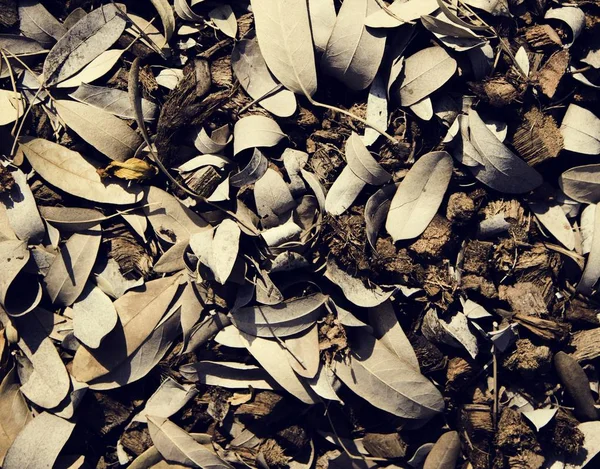 Καφέ Αποξηραμένα Φύλλα Υφή Photoset Εποχιακά Πρωτότυπο — Φωτογραφία Αρχείου