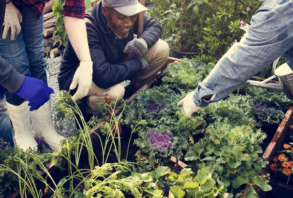 Personas plantando verduras — Foto de Stock