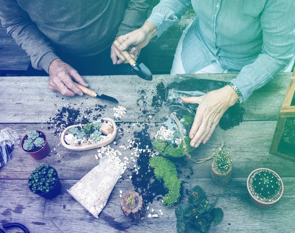 Paar aanplant vetplanten. — Stockfoto