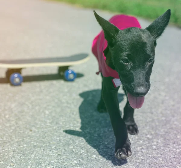 Hipster perro de calle — Foto de Stock