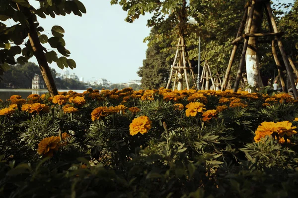 Flores de verão no parque — Fotografia de Stock