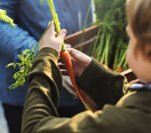 Boy Holding Fresh Harvest Carrots — Stok Foto