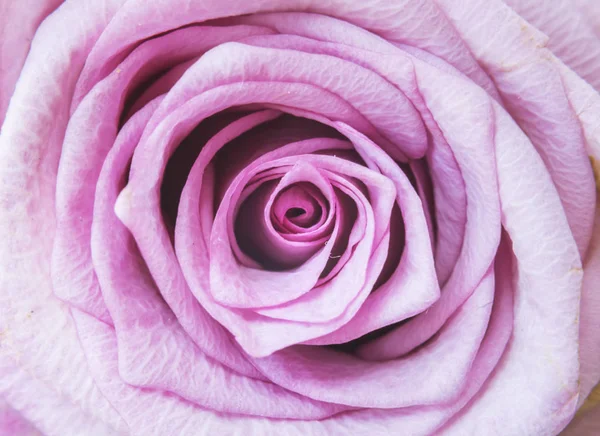 Rosa Rose Blume Hintergrund — Stockfoto