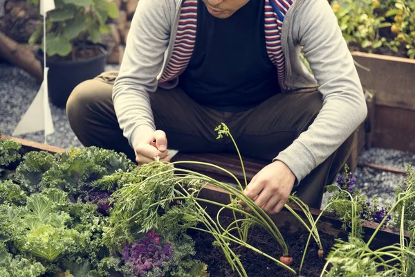 Człowiek sadzenia warzyw — Zdjęcie stockowe