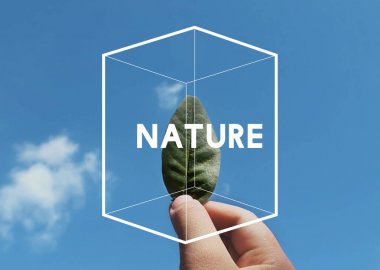 yeşil yaprak tutan el