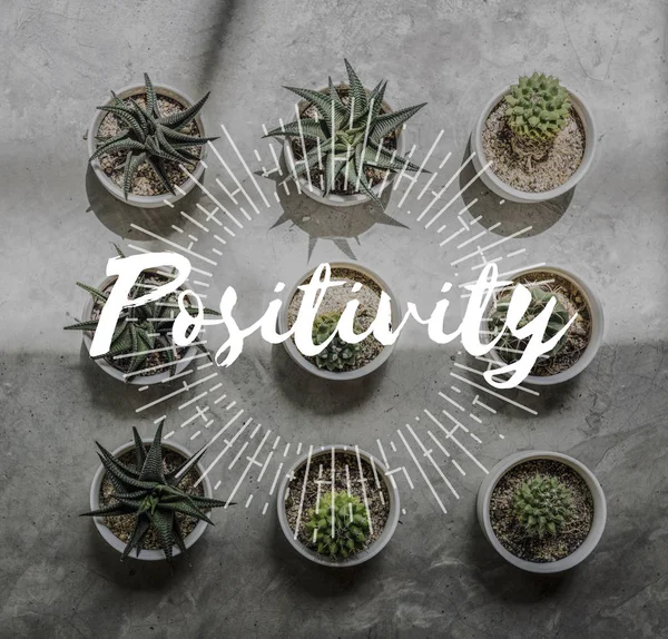 Bunga domestik dalam pot — Stok Foto