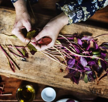 fesleğen yaprakları kırma eller