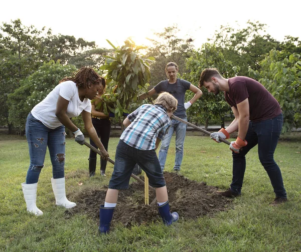 People Digging Hole Planting Tree