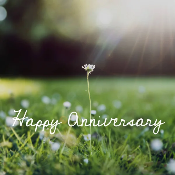 Flowers in the field with Green Grass — Stock Photo, Image