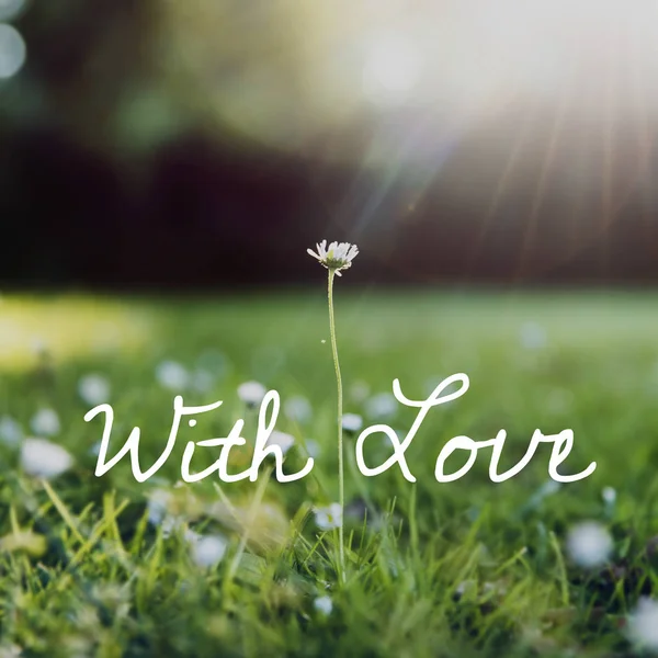 Flores no campo com grama verde — Fotografia de Stock