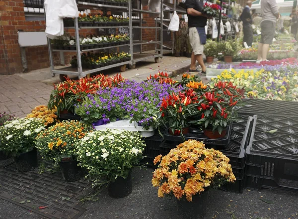 Straatmarkt Met Ander Veld Bloemen Originele Photoset — Stockfoto