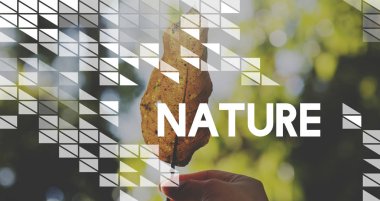 portakal yaprağı tutan el