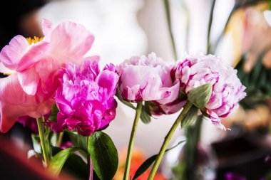 colorfuls ummer çiçek