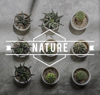 Tencere Yurtiçi çiçek