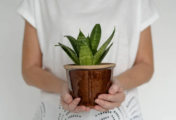 Woman holding plant in pot — Stock Photo, Image