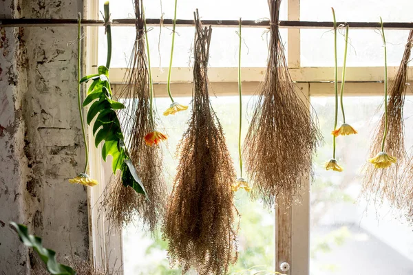 Dried plants hanging upside down — Stock Photo, Image