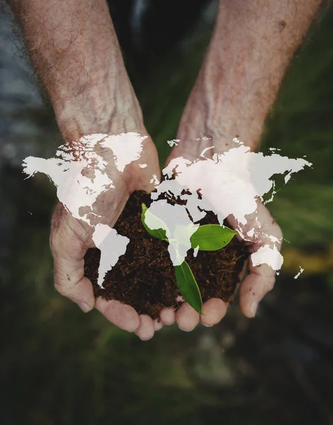 Persona que sostiene la planta en las manos —  Fotos de Stock