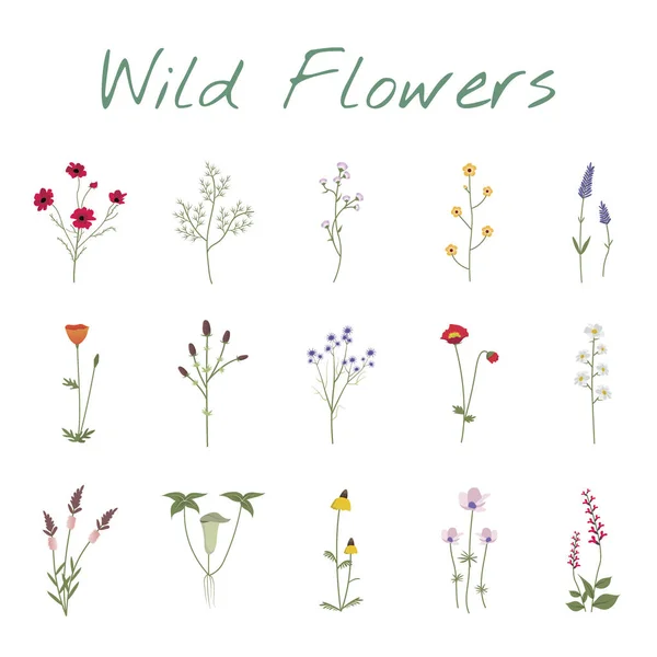 Prachtige wilde bloemen — Stockvector