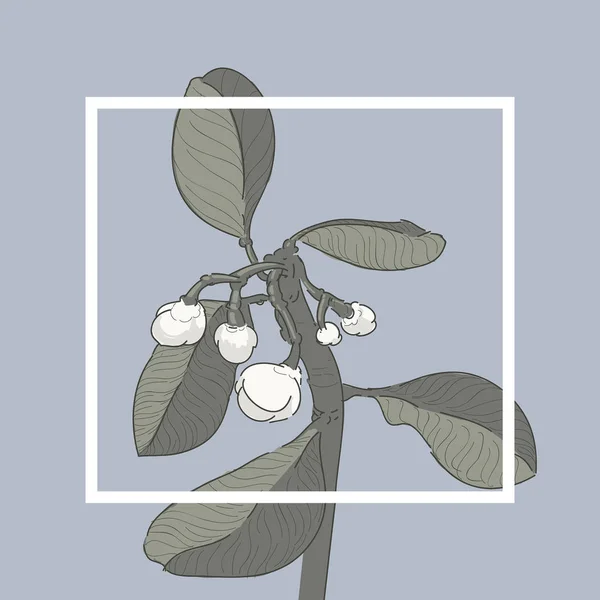 Magnolia Loblolly pictogram — Stockvector