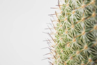 Kaktüs tırmanıştır yakın çekim