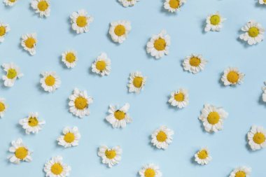 Beyaz papatya çiçekleri