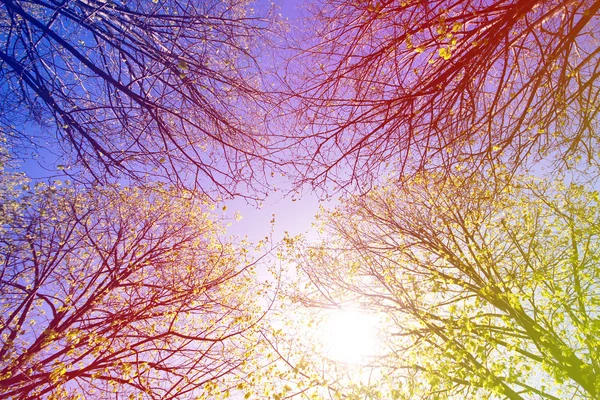 나무와 함께 화려한 하늘 — 스톡 사진
