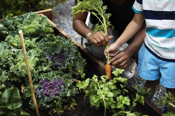 Kinder pflanzen Gemüse im Gewächshaus an — Stockfoto