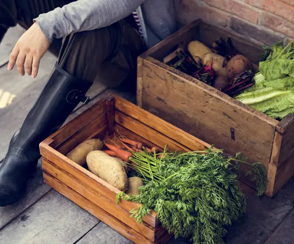 Садовник с органической сельскохозяйственной продукцией — стоковое фото