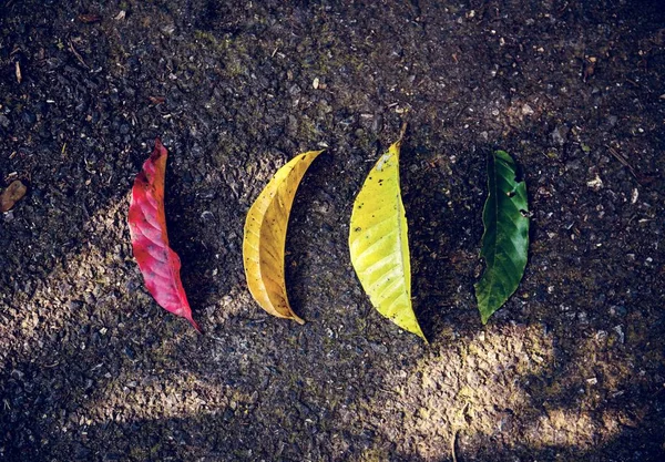 Colorful Beautiful Leaves — Stock Photo, Image