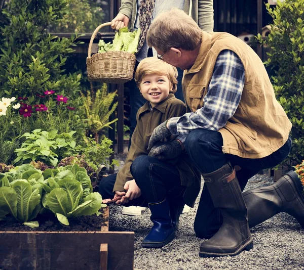 Abuelos y nieto recogen verduras — Foto de Stock