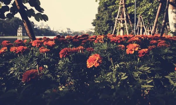 Летние цветы в парке — стоковое фото