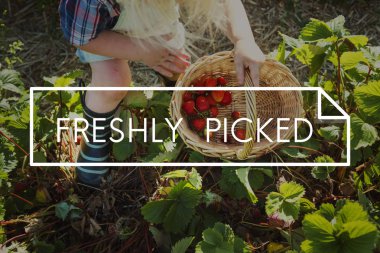 kadın çilek sepeti için tespit