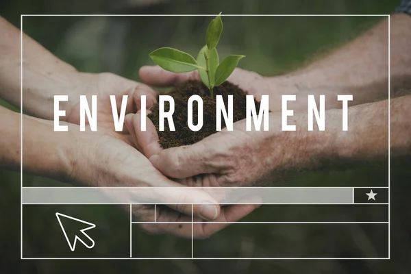 Hands with green plant in soil — Stock Photo, Image