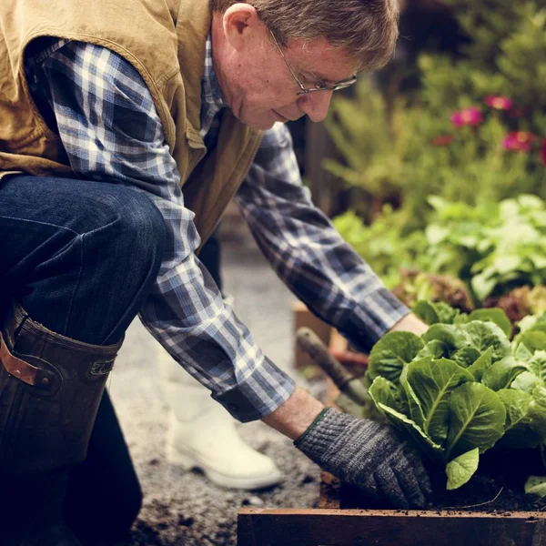 Pria senior menanam sayur — Stok Foto