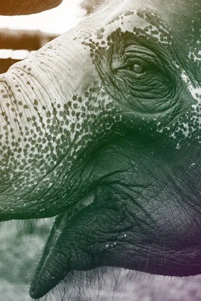 Слон с открытым ртом — стоковое фото