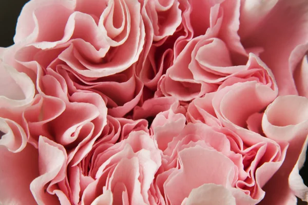 Flor rosa flor — Fotografia de Stock
