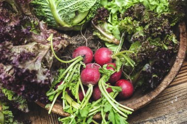 turp salata yaprakları ile