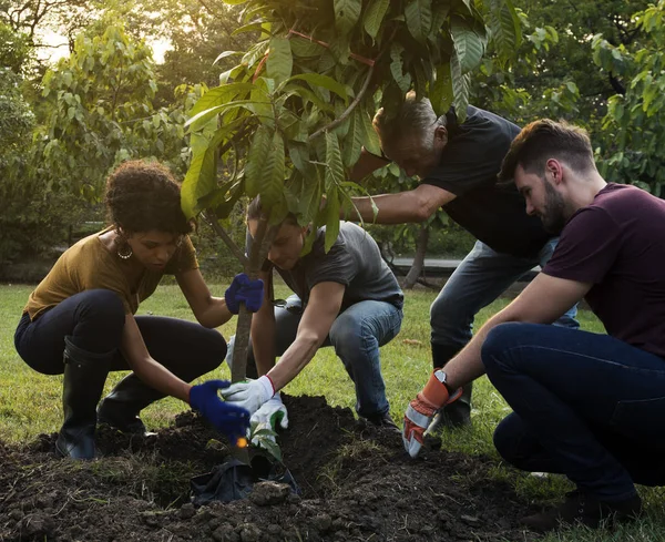 Gente plantando árboles juntos —  Fotos de Stock