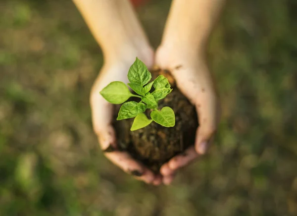 Keimlinge in der Hand — Stockfoto