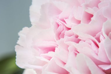 Pembe karanfil çiçeği. 