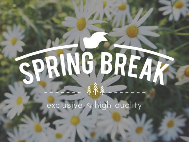 chamomiles yaz alanında