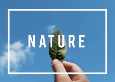 yeşil yaprak tutan el