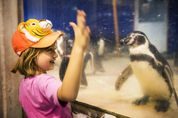 Chica viendo en pingüino — Foto de Stock