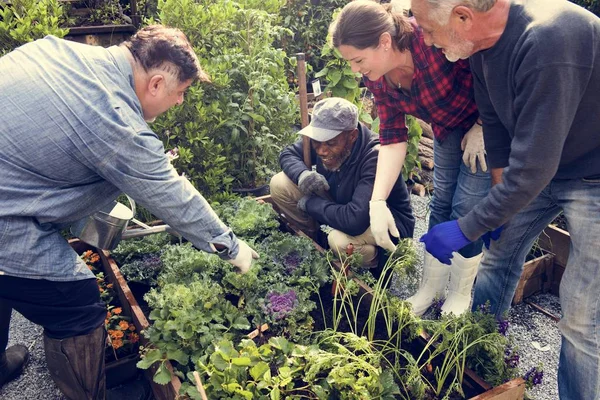 insanlar sebze dikim 